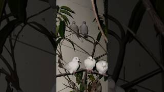 Doves in outdoor Aviary birdsfarm dovefarming shorts pets [upl. by Pietra446]