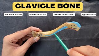 Clavicle  Upper Limb Bone Anatomy First Year MBBS  Anatomy lectures by Ashish [upl. by Anear]