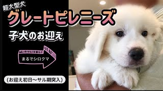 【超大型犬グレートピレニーズの子犬のお迎え】まるで可愛い子熊のぬいぐるみ🧸💕 [upl. by Masson799]