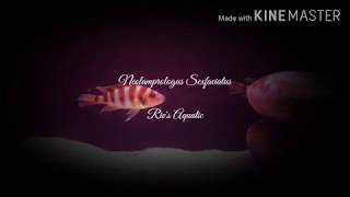 Neolamprologus Sexfasciatus Kipili Gold [upl. by Rochkind]