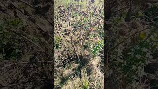 Dried burdock burdock dried shortnaturevideos plants naturevideo [upl. by Thomajan977]