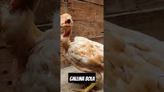 gallina careoca bola [upl. by Hsatan]