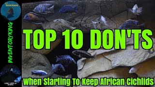 Top 10 Donts When Starting To Keep African Cichlids  Tips [upl. by Eerrehs615]