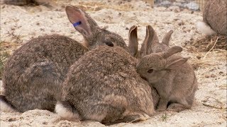 The Burrowers Animals Underground  Baby Rabbits  Wildlife Documentary  Natural History [upl. by Wilma]