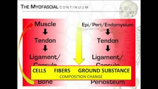 Dr Spina discussing connective tissue BioFlow amp the continuum [upl. by Raff]