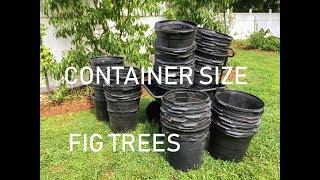 Container Sizes for FIG TREES [upl. by Elena331]