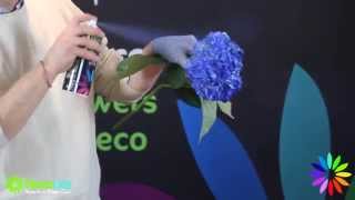 Floralife® Aqua Color Spray  How To Flowers [upl. by Annoit]