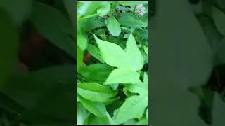 Pirali Paleng kasu sag in my kitchen garden 🏫🏡🍀☘️🌿🌱 Please subscribe ♥️♥️🧡 [upl. by Ramo919]