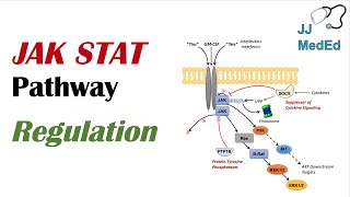 JAK STAT Signaling Pathway Regulation [upl. by Leirda431]