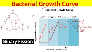 Bacterial growth Curve Explained  Phases of Bacterial Growth Curve Binary Fission [upl. by Adnavoj]