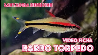 Sahyadria denisonii 🐟 Barbo Torpedo 🚀 Video 🎥 Ficha [upl. by Bravin]