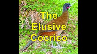 The Elusive Cocrico TampTs National Bird [upl. by Victory959]