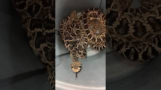 Barrel Full of RATTLESNAKES shorts short animal nature reptiles snake wildlife rattlesnake [upl. by Avah70]