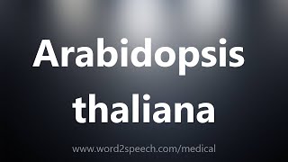 Arabidopsis thaliana  Medical Definition [upl. by Alyhc746]