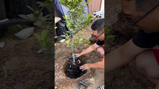 Planting a Calamondin Citrus Tree [upl. by Lapham]