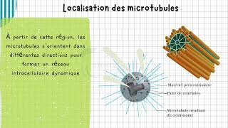 Vidéo 3 Cytosquelette  les Microtubules  Structure Organisation et Rôles Essentiels [upl. by Atirehc]