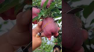 Amazing Red Apple watch this Test shorts fruit facts [upl. by Enrahs963]