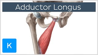 Adductor Longus Muscle  Origin insertion innervation and function  Anatomy  Kenhub [upl. by Ahtanamas]