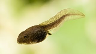 Tadpole Larva of frog  Toad complete metamorphosis in AmphibiansDrTariqRajputtoadlarva [upl. by Christoph408]