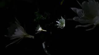 Queen of the night music flowers queenofthenight nightflower [upl. by Jorgenson]