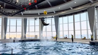 Dolphin Show in oarai aquarium Japan [upl. by Htebsle]