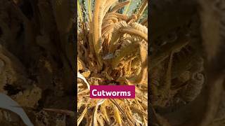 Cutworms in Cycad Palm shorts [upl. by Haden]