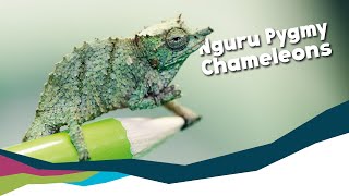 Pygmy Chameleons  Enclosure Design Care and Move Paignton Zoo [upl. by Zillah]