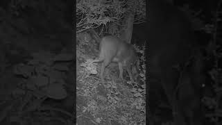 Japanese wild boar finding something to eat wildlife nature animals [upl. by Agnella]