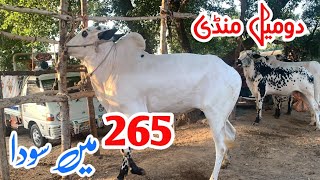 domail mandi 2024 latest update ll Taxila mandi ll Jamil tv ll [upl. by Swainson712]