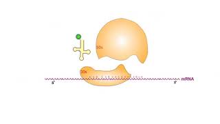 Protein Synthesis Inhibitors antibiotics animation video [upl. by Etteneg]