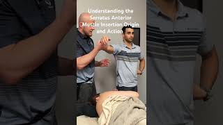 Serratus Anterior Muscle Insertion Origin and Action licensedmassagetherapist serratusanterior [upl. by Llevrac54]