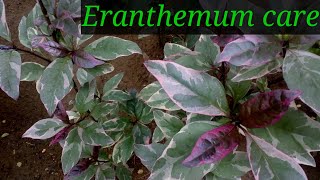 Eranthemum plant care  Beautiful indoor plant easy to grow [upl. by Halfon269]