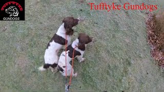 Training Spaniels for field trials Tufftyke Gundogs [upl. by Hach]