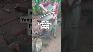 Anak kecil yang suka banget piara Ayam kampung AnakkecilpiaraAyamKampung AyamKampung [upl. by Kampmann]