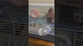 Run hamster run  viralvideo funny viralvideo funny shorts shortvideo hamsters shorts [upl. by Epoillac]