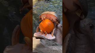 Hippocampus  hippo eating pumpkin  😱 shorts [upl. by Eldwon502]