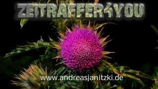 Nickende Distel Carduus nutans musk thistle nodding thistle Timelapse Zeitraffer [upl. by Aven]