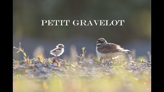 Petit Gravelot 2024 [upl. by Janice820]