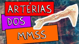 Artérias dos Membros superiores [upl. by Enived]