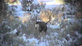 Bucks of the Jicarilla [upl. by Ferna]