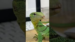 SKYDIVING LIZARD BASILS TAMING UPDATE [upl. by Debbra]