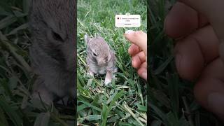 Conejo enano es la raza más pequeño en conejos 🐰❤️ [upl. by Valentina]