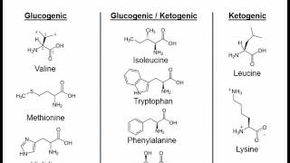 Essential amino acids mnemonic song  very short [upl. by Binah]