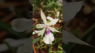 spectabilis ainda em flor 😱musicsong lovetravelbusinessautomobiorchideeorchidflowersplant [upl. by Adnala]