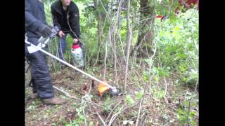 Invasive Buckthorn Removal Timelapse Removing Buckthorn Trees amp Bushes in Minnesota [upl. by Chiaki]