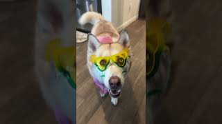 Trick question funny dogvideos jokes laughter comedy husky dogbreed trickyquestion petlife [upl. by Dawson595]