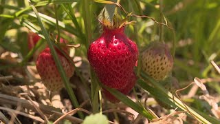 Strawberries are sweltering in Lackawanna County [upl. by Malilliw]