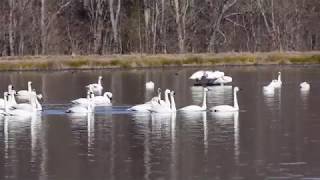 Tundra Swans Taking Off in the Morning [upl. by Albrecht]