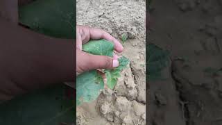 Brinjal disease and pest management disease fungicides pestcontrol [upl. by Hsenid]