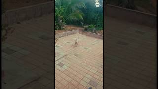 Rajapalayam dog video [upl. by Eislehc]